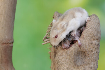 A female Campbell dwarf hamster is nursing her babies on a rotten bamboo tree trunk. This rodent...