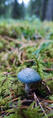 mushrooms in the forest