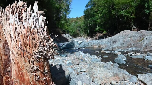 After the flood disaster in Igneada, the trees in the stream disappeared, the trees disappeared, only rocks remained in the stream bed. Death of all plants in the stream.