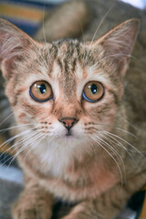 Cute young kitten outdoor with orange eyes