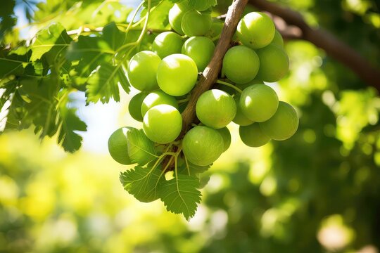 Closeup Of Amla On Tree