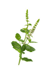 Mint  flower on white