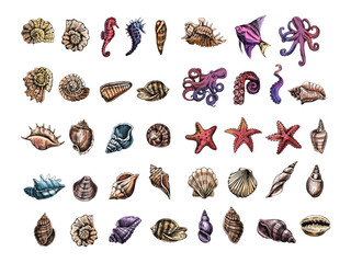 Fototapeta na wymiar Seashells, octopus, fish, starfish, seahorses, ammonite vector set. Hand drawn colored sketch illustration. Collection of realistic sketches of various ocean creatures isolated on white background.