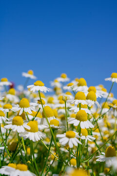 Colourful field of daisies and clrear blue sky