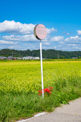 夏の青空と田園風景