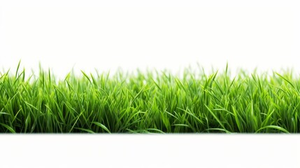 green grass field isolated on white background  - obrazy, fototapety, plakaty