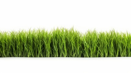 Fototapeta premium green grass field isolated on white background 