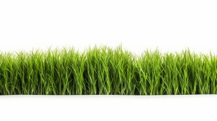 Obraz premium green grass field isolated on white background 