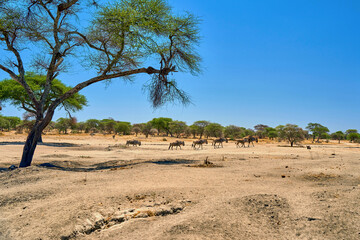 zebras in the african savanna