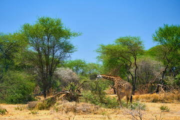 wild african savanna with animals