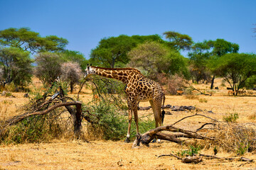 wild african savanna with animals