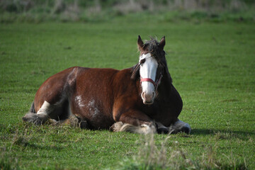 Clydesdale horse in an autumn pasture laying down and resting