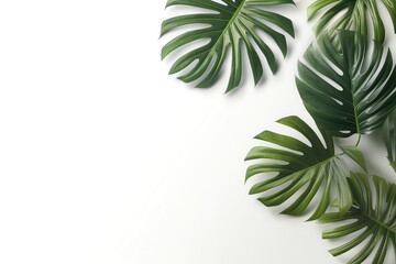 Transparent Shadow Overlays With Tropical Leaves Mockup . Сoncept Tropical Leaves, Transparent Shadow Overlays, Mockup
