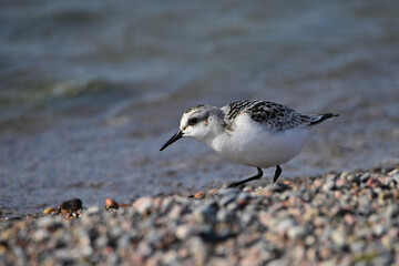 Sanderling sandpiper shore bird walks along rocky shore of Lake Ontario during migration