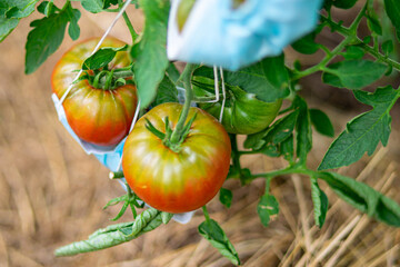 Close up of harvesting red and green tomatoes grown in a greenhouse, tomatoes rest on face masks, organic vegetables fresh tomato food, organic homegrown harvest