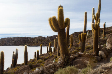 saguaro cactus in the island at Salar Uyuni
