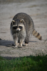 Cute wild Raccoon explores around a farm in search for food