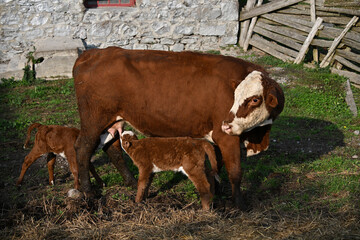 A Hereford cow stands with her twin calves in the barnyard