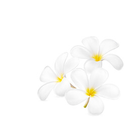 White plumeria flower blooming isolated on transparent background (.PNG)