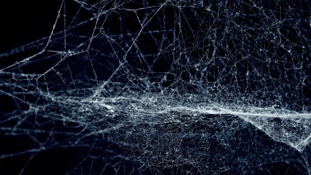 Spider cobweb. An intricate neural network structure emerges from chaotic cobweb patterns on a black background.