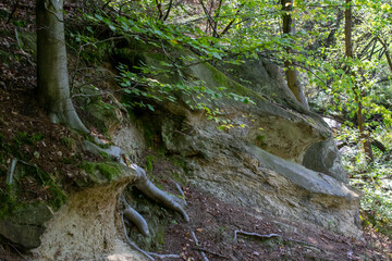 forest from the inside, trees and trunks