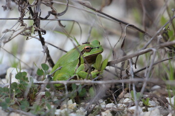 frog on the grass