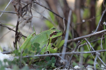 frog on the grass