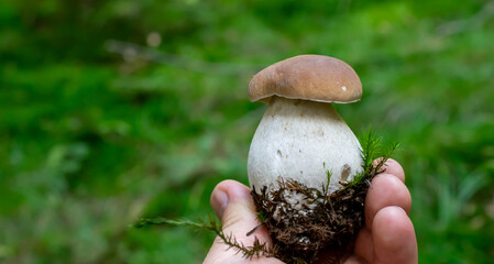 true mushroom bolete in nature in the forest