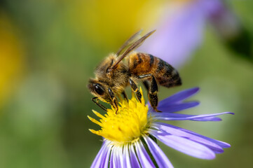 Macro-Aufnahme einer Biene die Nektar aus einer Herbstaster-Blüte schlürft vor farbigem unscharfen Hintergrund