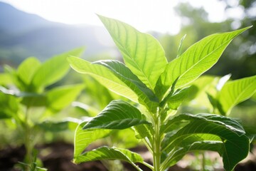Obraz premium tobacco plant with large green leaves in natural sunlight