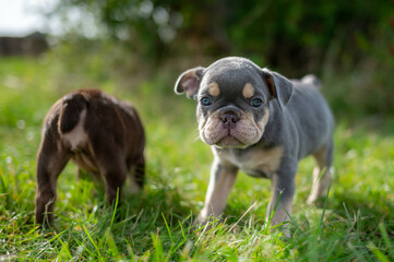 Französische Bulldogen im Feld