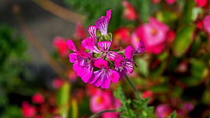 Inflorescences of an ornamental plant called Fragrant Pelargonium, which residents very often decorate flowerbeds and balconies in the city of Białystok in Podlasie, Poland.