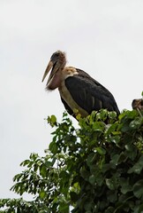 one Marabou standing on top of a tree in close up