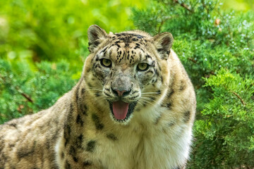 leopardo delle nevi © Pierangelo