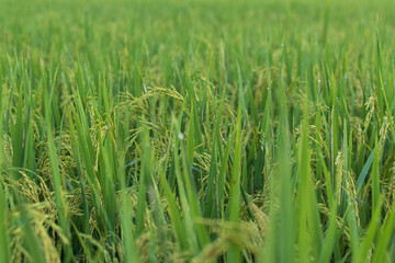 he rice plants are bearing fruit.