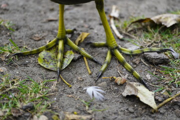 Feet of  common moorhen (Gallinula chloropus), also known as the waterhen or swamp chicken, is a...
