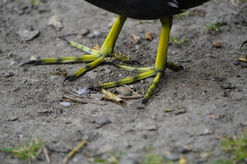 Feet of  common moorhen (Gallinula chloropus), also known as the waterhen or swamp chicken, is a...