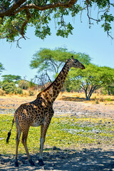 wild african savanna with animals