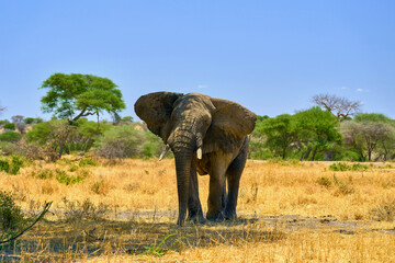 elephants in the african savanna