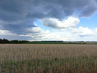 A panorama of the endless wetlands of Bakot Bay covered with dry sedges and reeds under the heavy gray clouds of the pre-storm sky.