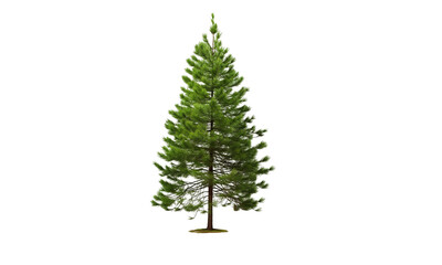 Fototapeta premium Green pine trees, lush, transparent background
