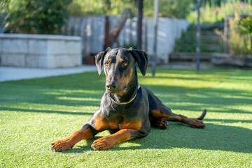 Doberman