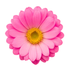 Fototapeten pink flower isolated on transparent background, extracted, png file © genioatrapado