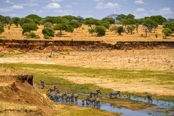 wild african savanna with animals