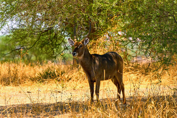 wild african savanna with animals