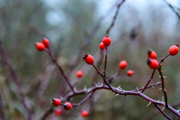 Ripe fruits on branches of the dog rose bush