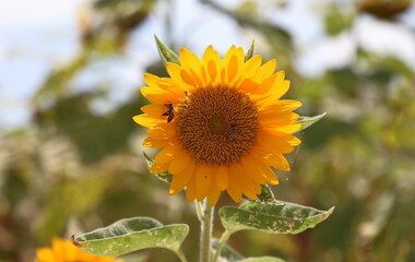 close-up view of one sunflower with bee