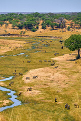 wild african savanna with animals