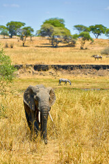 elephants in the african savanna