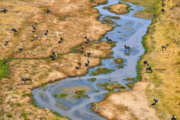 wild african savanna with animals